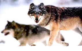 images_1